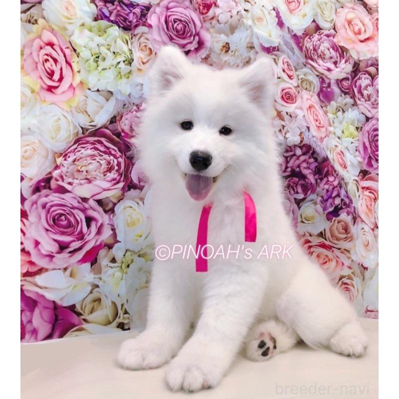 商談中の広島県のサモエド-406792の2枚目