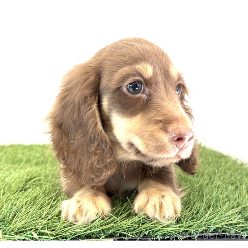 成約済の群馬県のミニチュアダックスフンド(ロングヘアード)-414114の4枚目