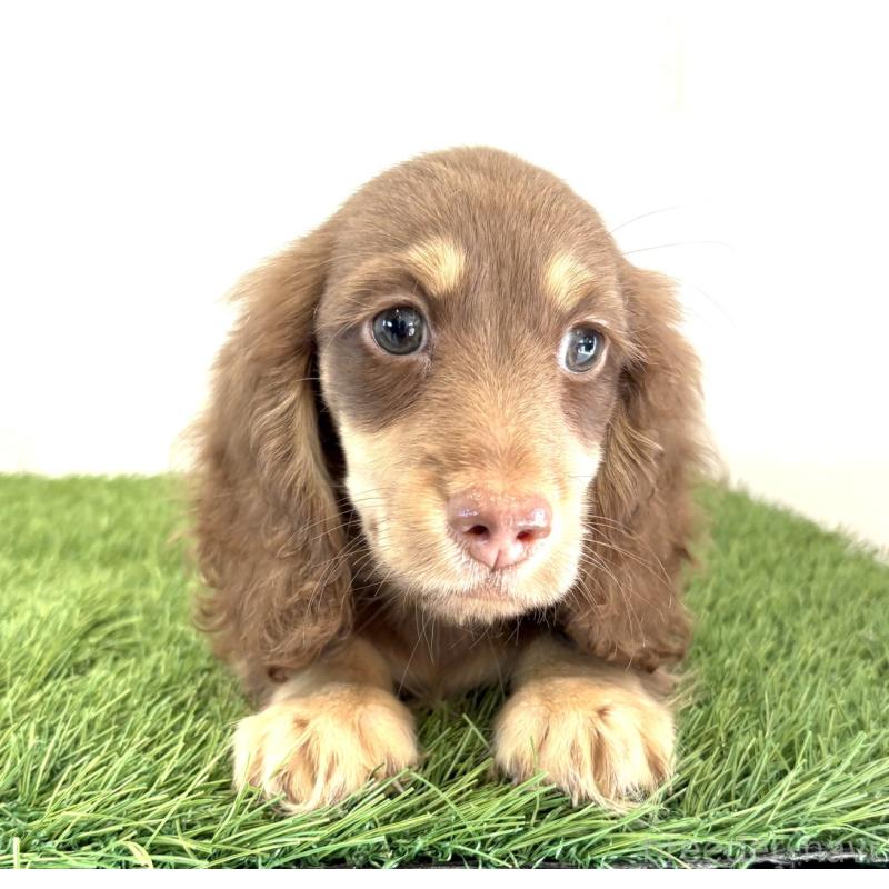 成約済の群馬県のミニチュアダックスフンド(ロングヘアード)-414114の3枚目