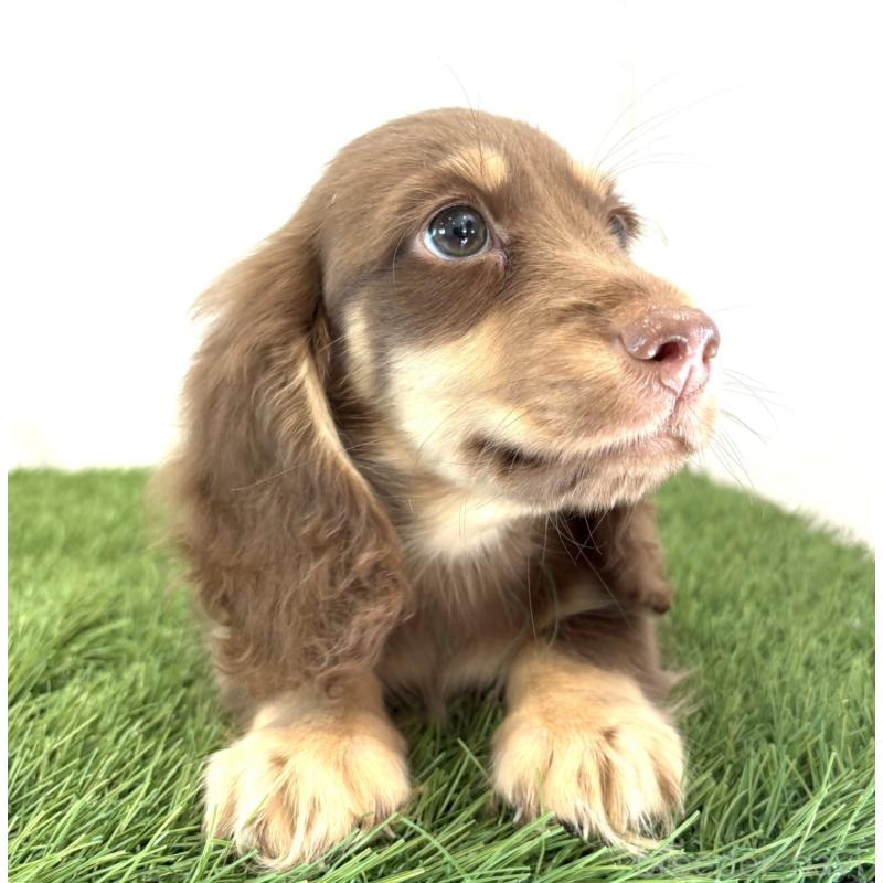 成約済の群馬県のミニチュアダックスフンド(ロングヘアード)-414114の2枚目