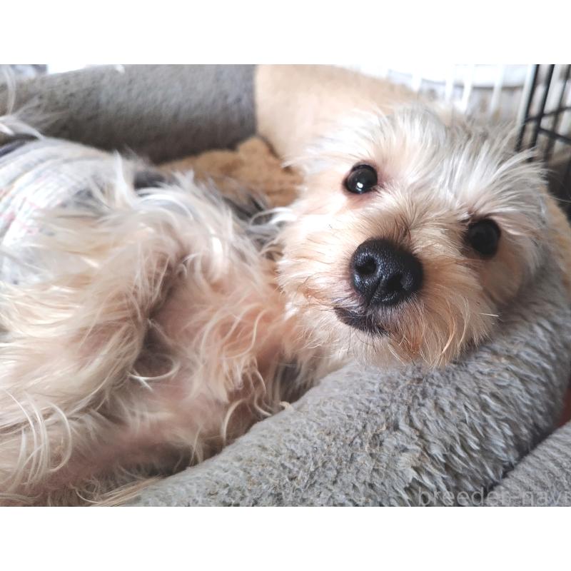 販売中の千葉県のヨークシャーテリア-375849の15枚目