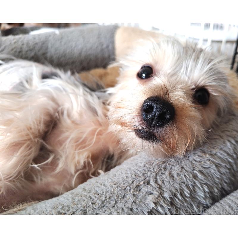販売中の千葉県のヨークシャーテリア-375849の14枚目