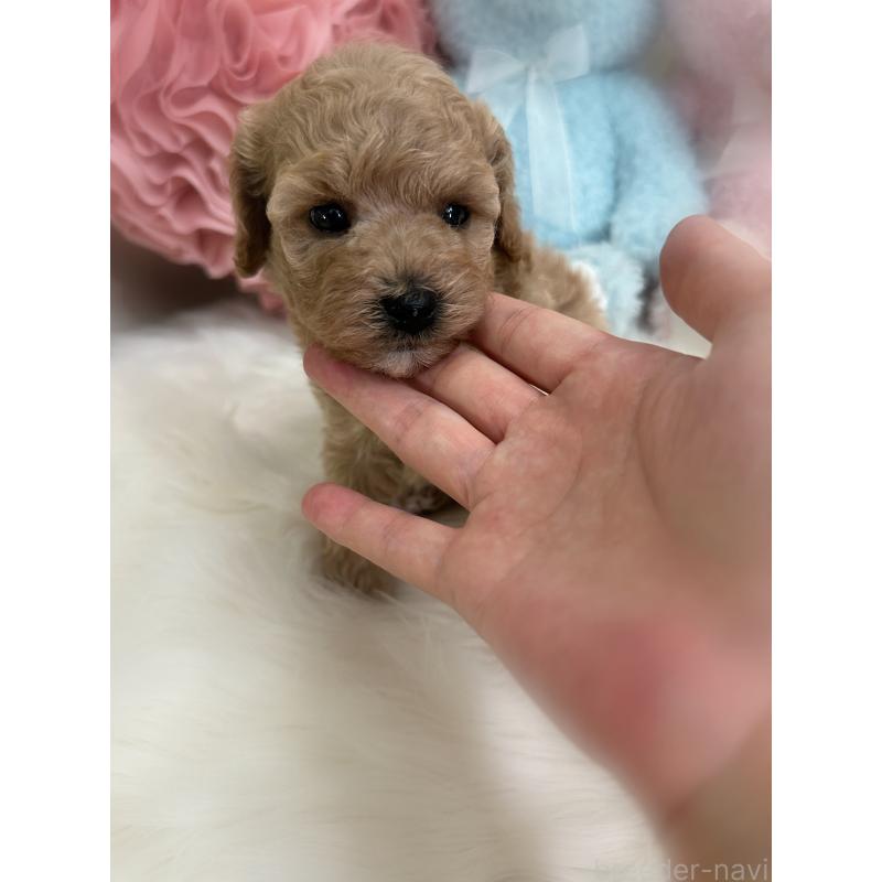 販売中の香川県のビションプー:ビションフリーゼ×トイプードル-417284の2枚目