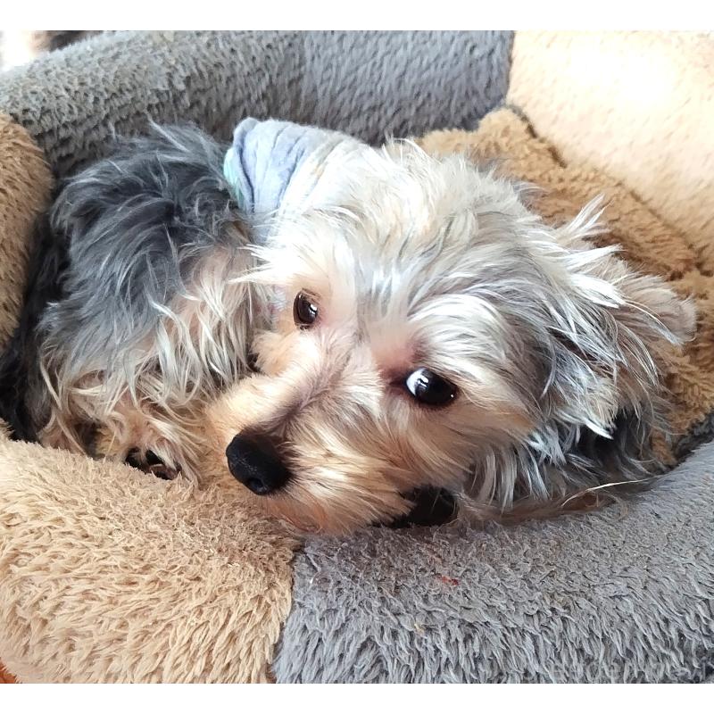 販売中の千葉県のヨークシャーテリア-375849の13枚目