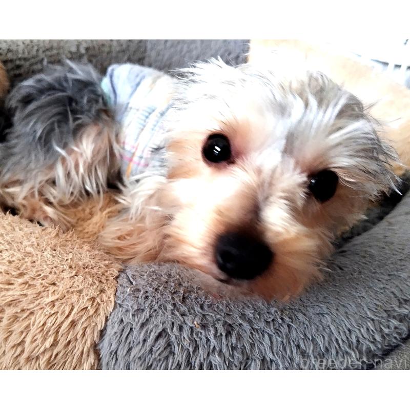 販売中の千葉県のヨークシャーテリア-375849の12枚目