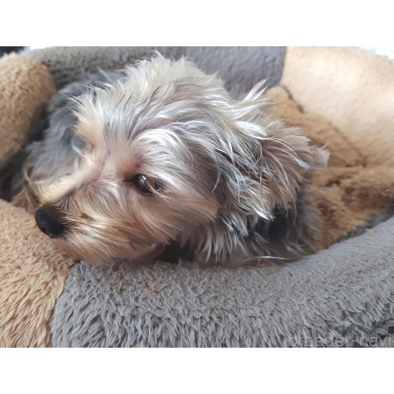 販売中の千葉県のヨークシャーテリア-375849の11枚目