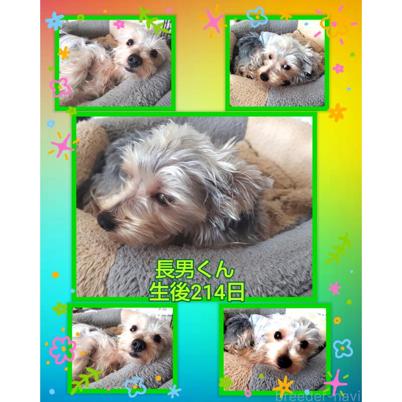販売中の千葉県のヨークシャーテリア-375849の10枚目