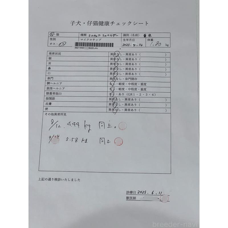 販売中の千葉県のミニチュアシュナウザー-406392の2枚目