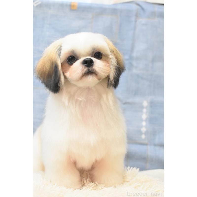 販売中の千葉県のシーズー-406394の7枚目