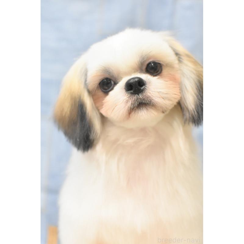 販売中の千葉県のシーズー-406394の6枚目