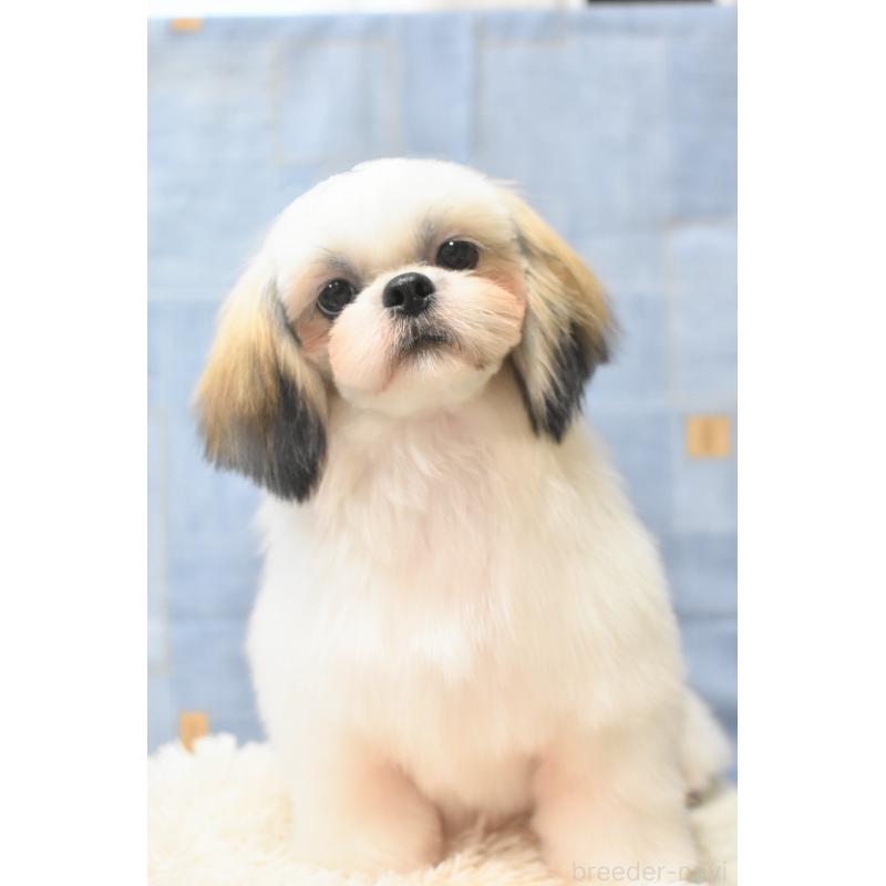 販売中の千葉県のシーズー-406394の3枚目