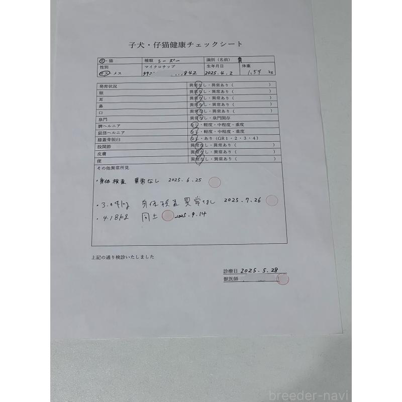 販売中の千葉県のシーズー-406394の2枚目