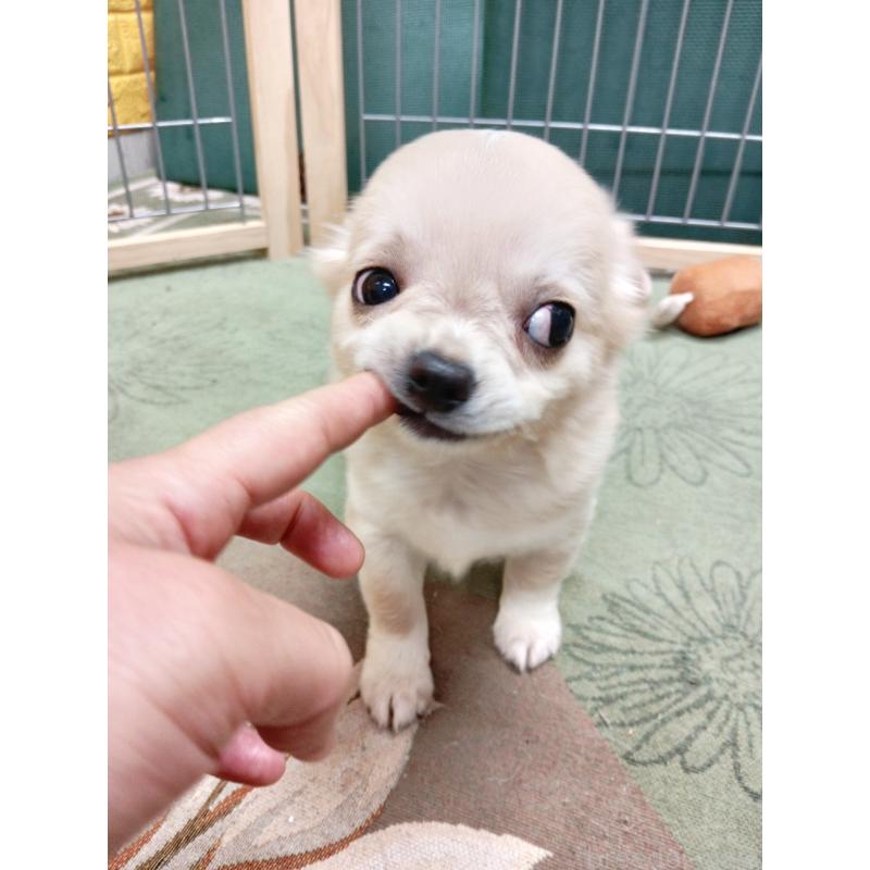 販売中の千葉県のチワワ(ロングコート)-417285の20枚目