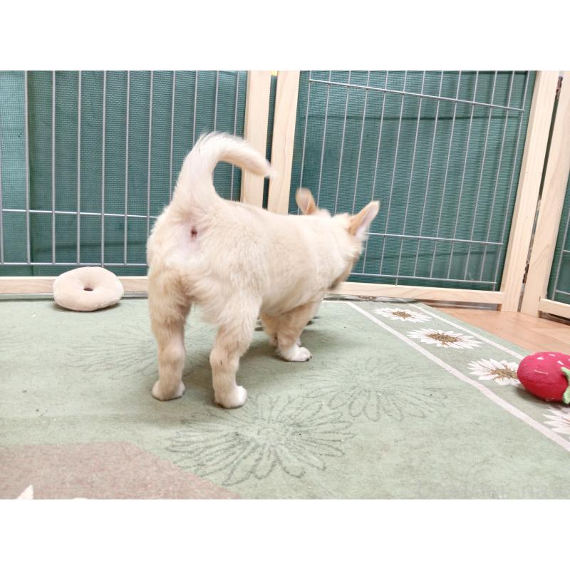 販売中の千葉県のチワワ(ロングコート)-417285の17枚目