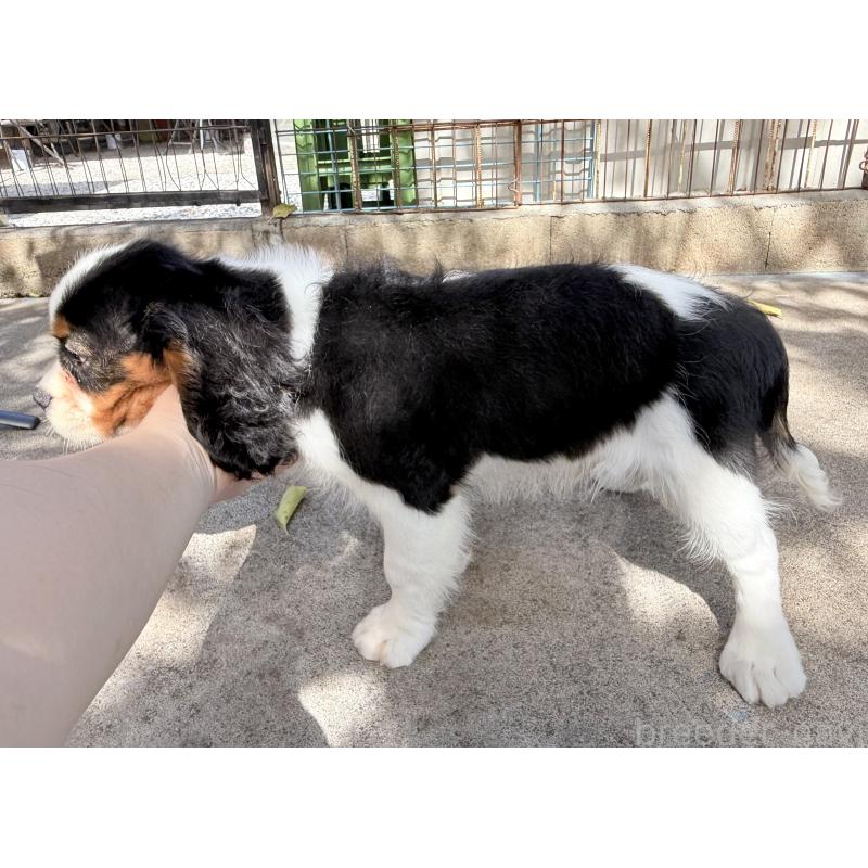 成約済の埼玉県のキャバリアキングチャールズスパニエル-405237の7枚目