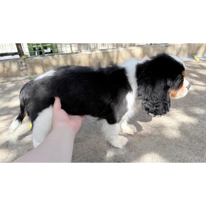 成約済の埼玉県のキャバリアキングチャールズスパニエル-405237の6枚目