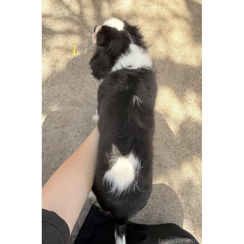 成約済の埼玉県のキャバリアキングチャールズスパニエル-405237の5枚目