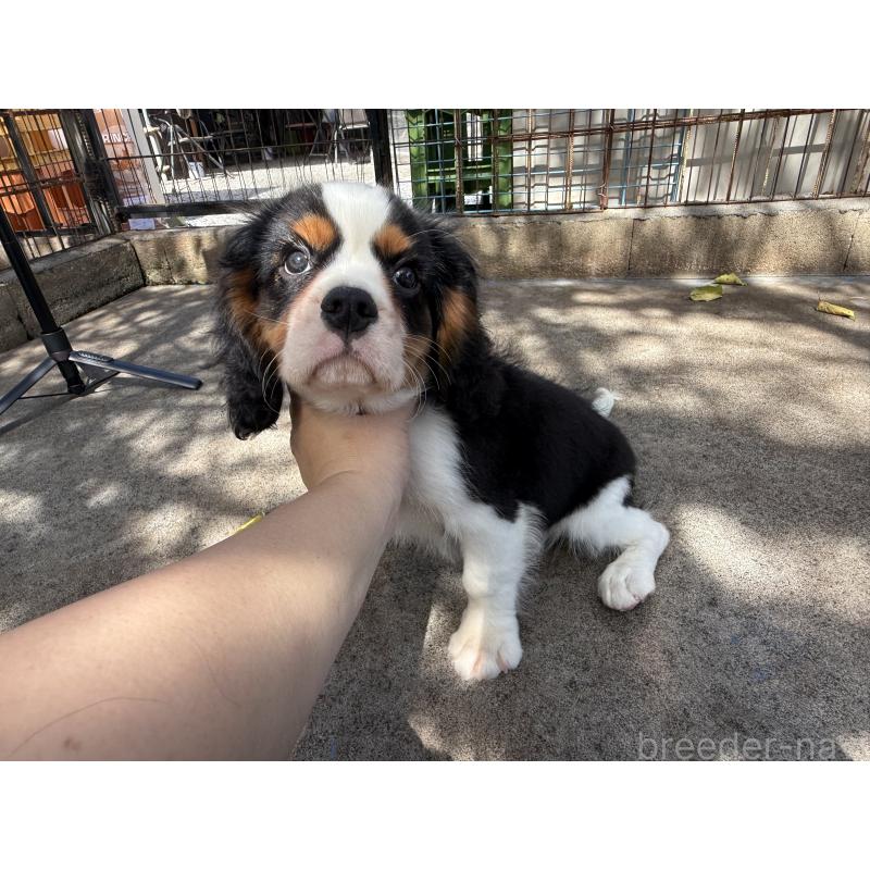 成約済の埼玉県のキャバリアキングチャールズスパニエル-405237の4枚目