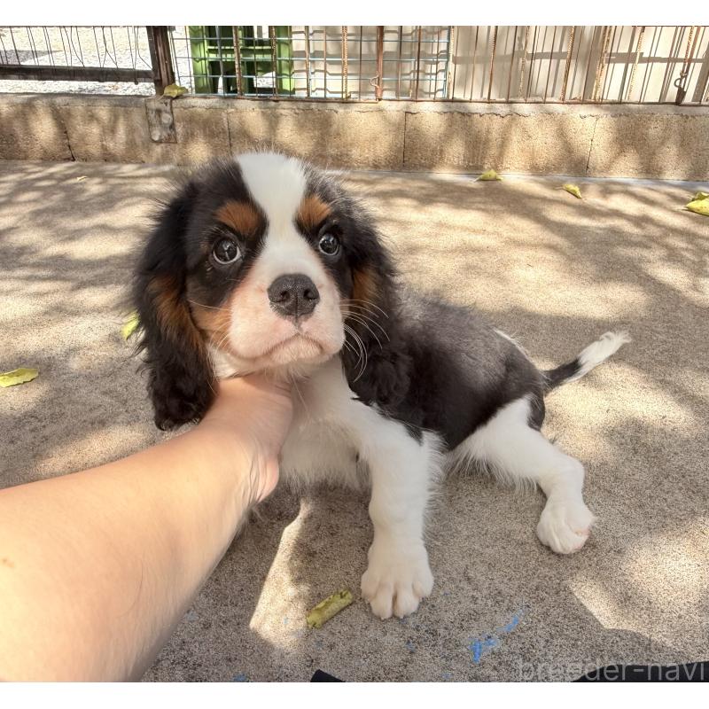 成約済の埼玉県のキャバリアキングチャールズスパニエル-405237の3枚目