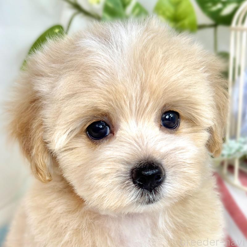 成約済の滋賀県のマルプー:マルチーズ×トイプードル-416306の1枚目