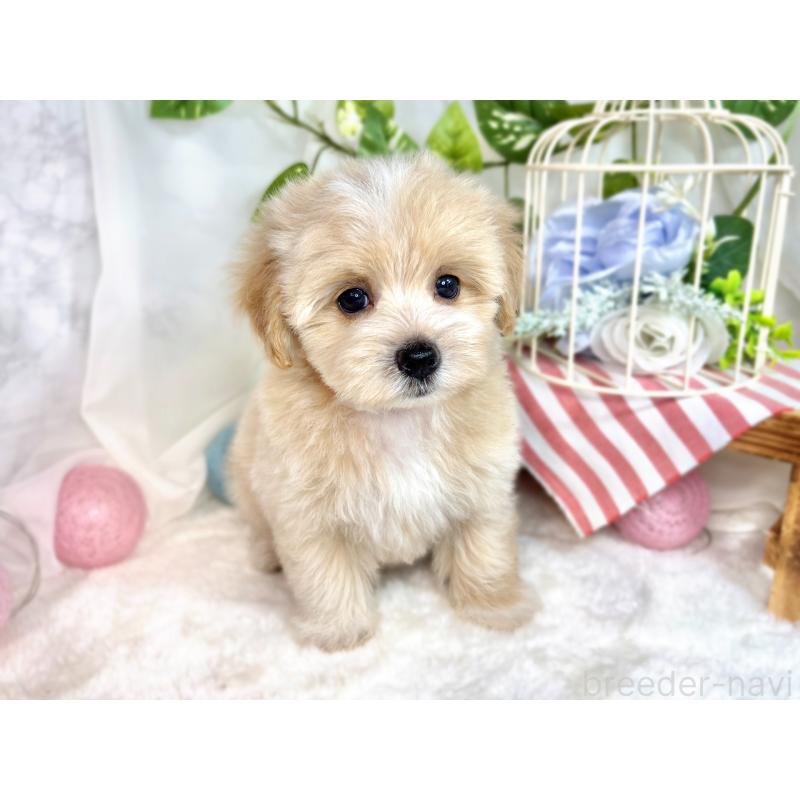 成約済の滋賀県のマルプー:マルチーズ×トイプードル-416306の4枚目