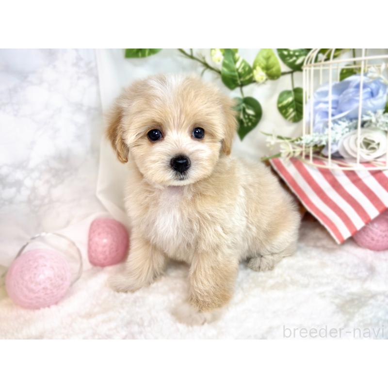 成約済の滋賀県のマルプー:マルチーズ×トイプードル-416306の3枚目