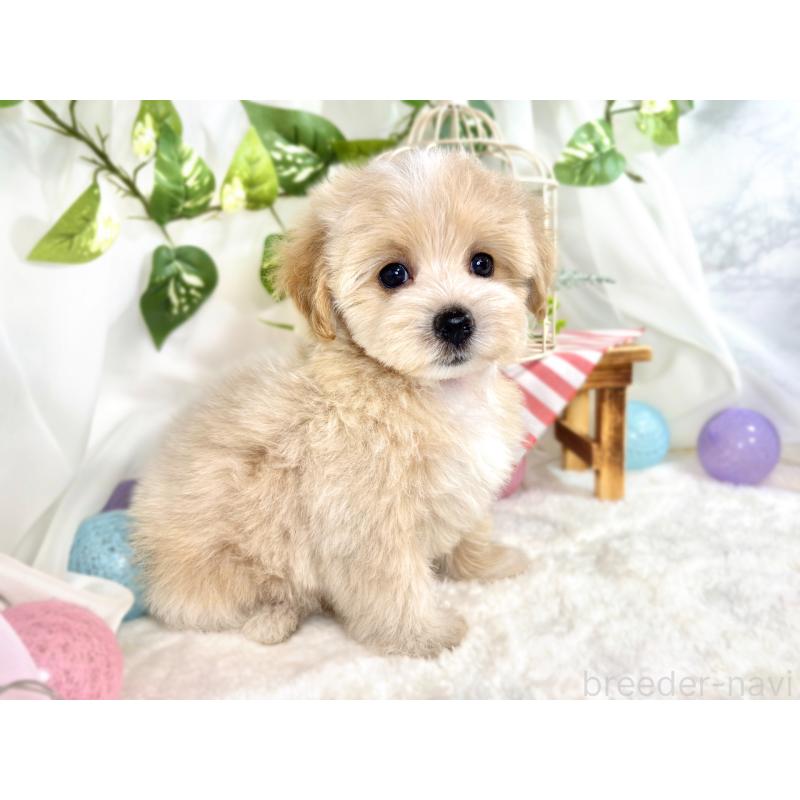 成約済の滋賀県のマルプー:マルチーズ×トイプードル-416306の2枚目