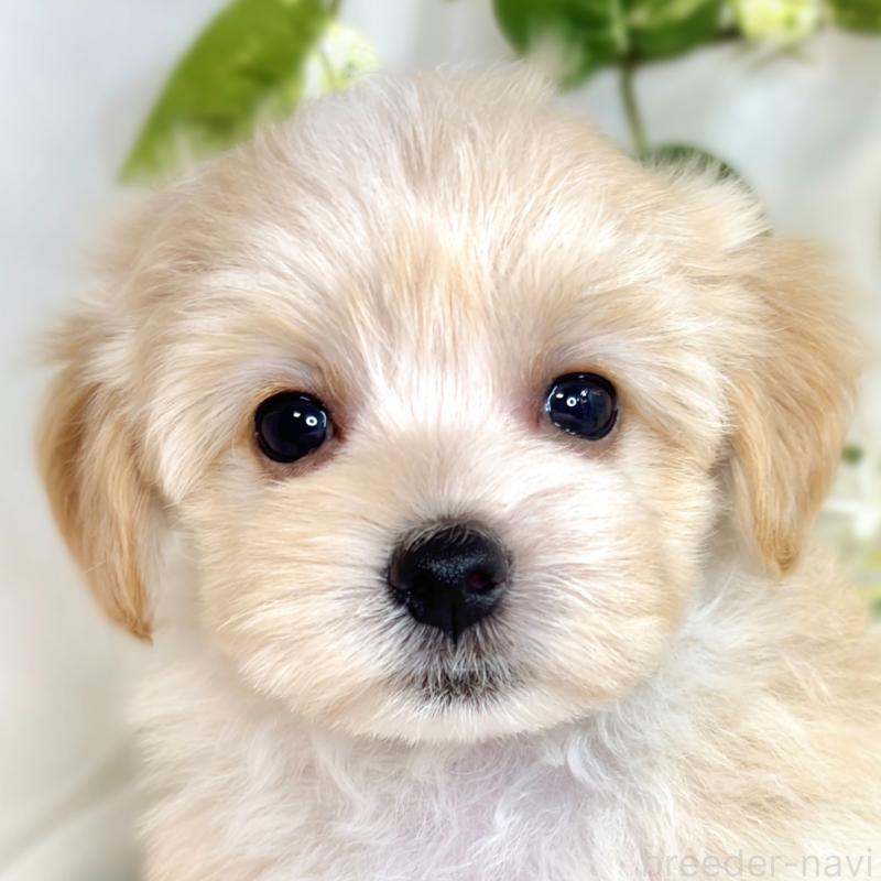 成約済の滋賀県のマルプー:マルチーズ×トイプードル-416307の1枚目