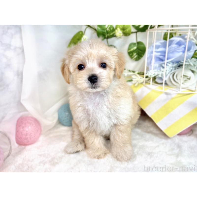 成約済の滋賀県のマルプー:マルチーズ×トイプードル-416307の4枚目