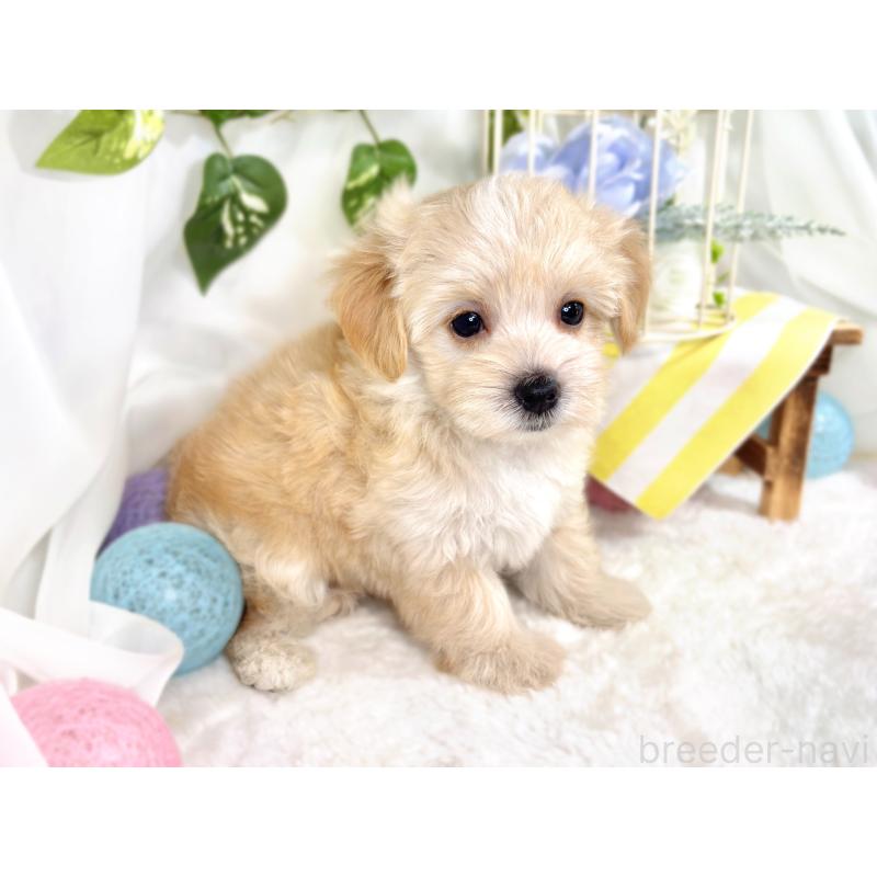 成約済の滋賀県のマルプー:マルチーズ×トイプードル-416307の3枚目