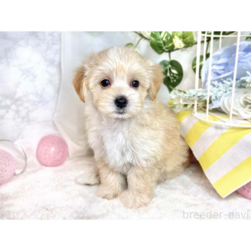 成約済の滋賀県のマルプー:マルチーズ×トイプードル-416307の2枚目