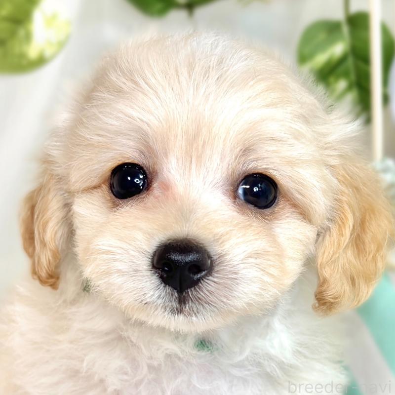 成約済の滋賀県のマルプー:マルチーズ×トイプードル-416308の1枚目