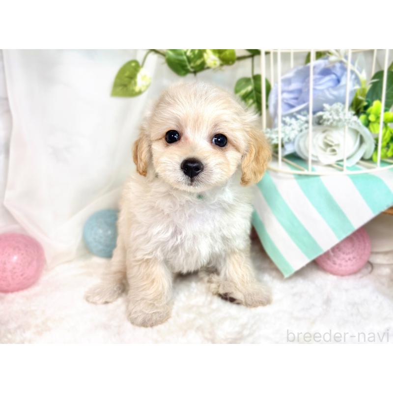 成約済の滋賀県のマルプー:マルチーズ×トイプードル-416308の4枚目