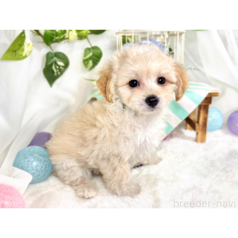 成約済の滋賀県のマルプー:マルチーズ×トイプードル-416308の3枚目