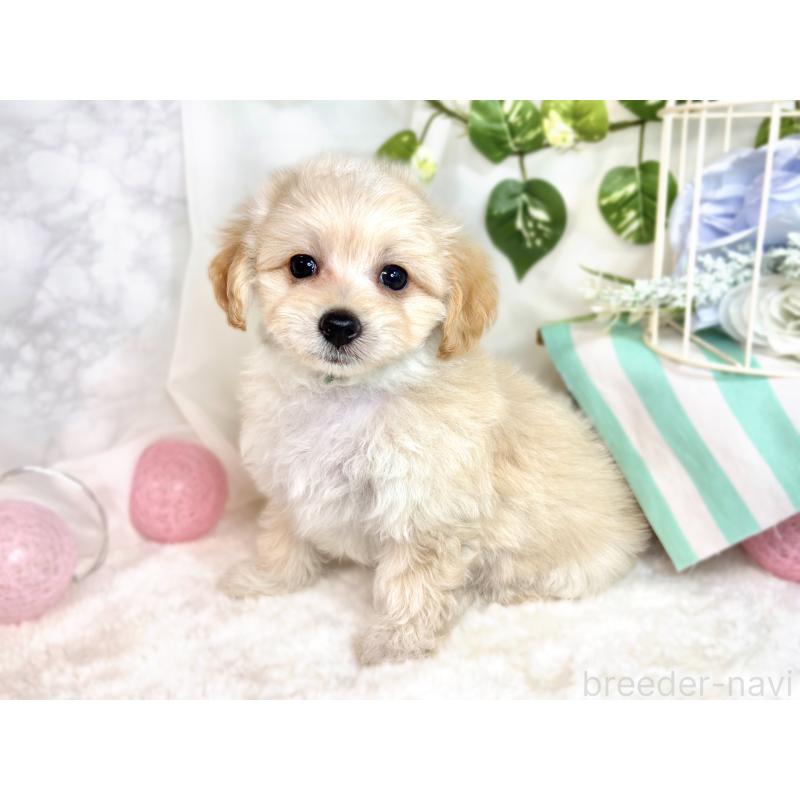 成約済の滋賀県のマルプー:マルチーズ×トイプードル-416308の2枚目