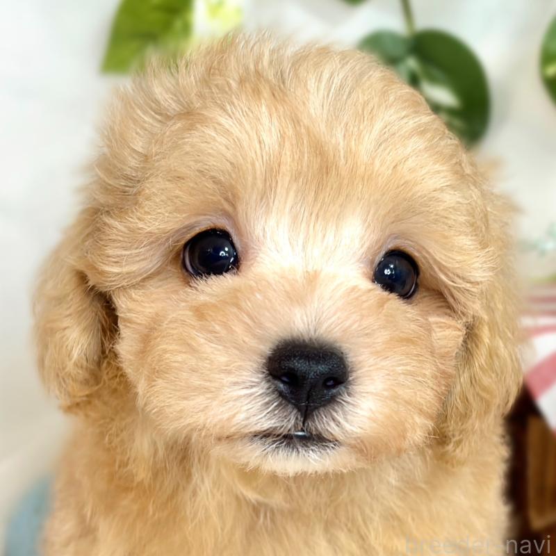 成約済の滋賀県のマルプー:マルチーズ×トイプードル-416303