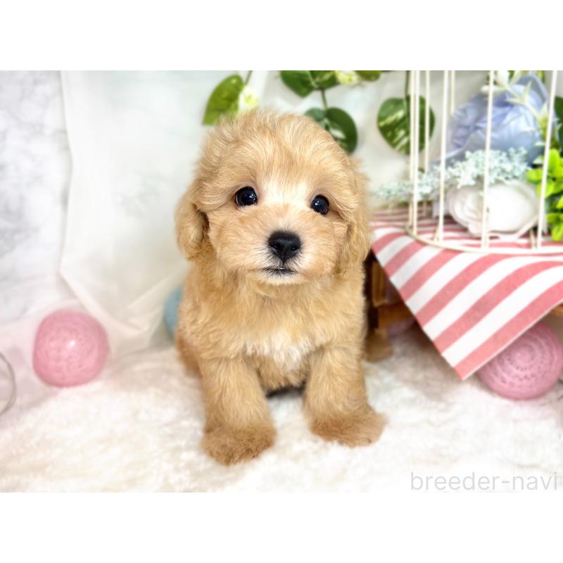 成約済の滋賀県のマルプー:マルチーズ×トイプードル-416303の4枚目