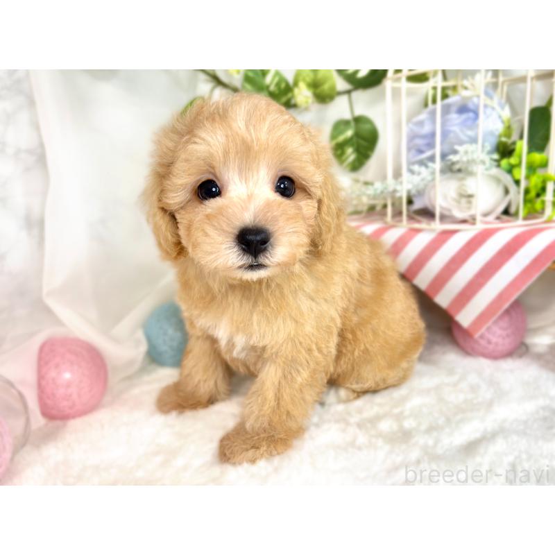 成約済の滋賀県のマルプー:マルチーズ×トイプードル-416303の3枚目