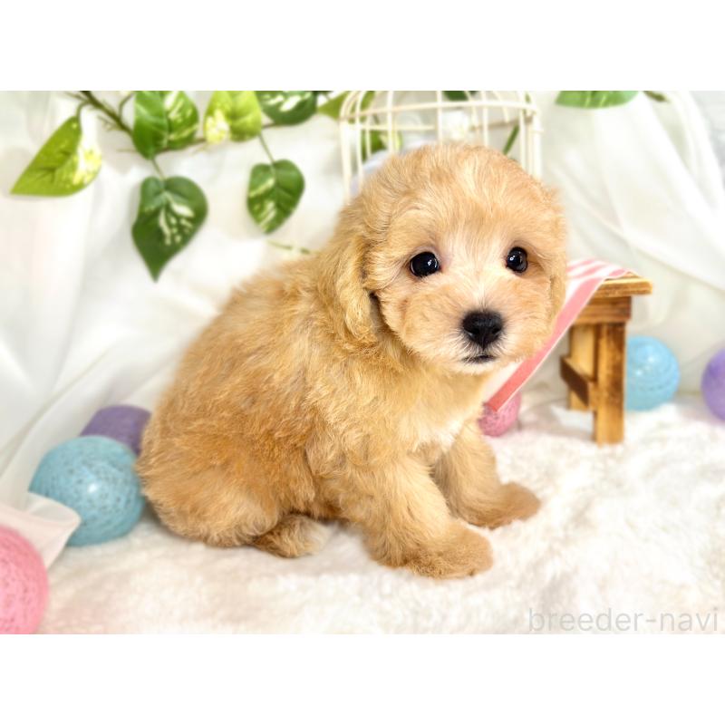 成約済の滋賀県のマルプー:マルチーズ×トイプードル-416303の2枚目