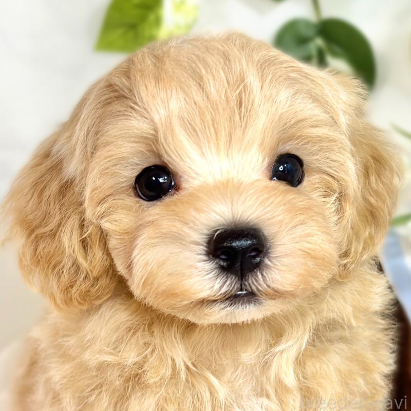 成約済の滋賀県のマルプー:マルチーズ×トイプードル-416304の1枚目