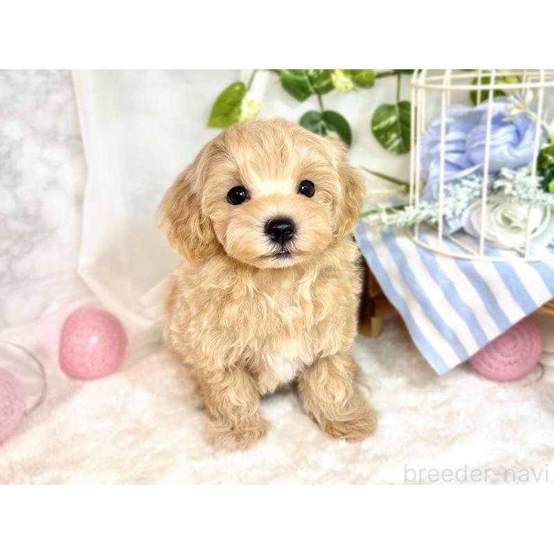 成約済の滋賀県のマルプー:マルチーズ×トイプードル-416304の4枚目