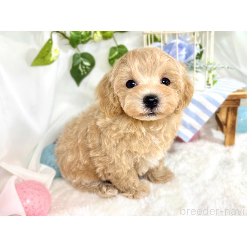 成約済の滋賀県のマルプー:マルチーズ×トイプードル-416304の3枚目