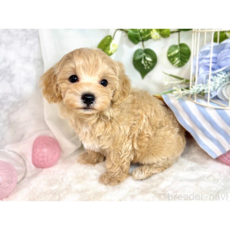 成約済の滋賀県のマルプー:マルチーズ×トイプードル-416304の2枚目