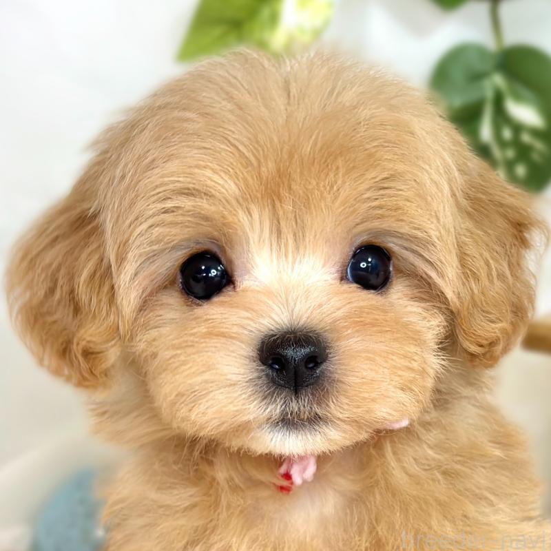 成約済の滋賀県のマルプー:マルチーズ×トイプードル-416300