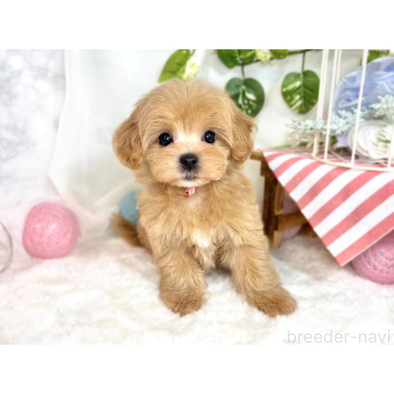 成約済の滋賀県のマルプー:マルチーズ×トイプードル-416300の4枚目