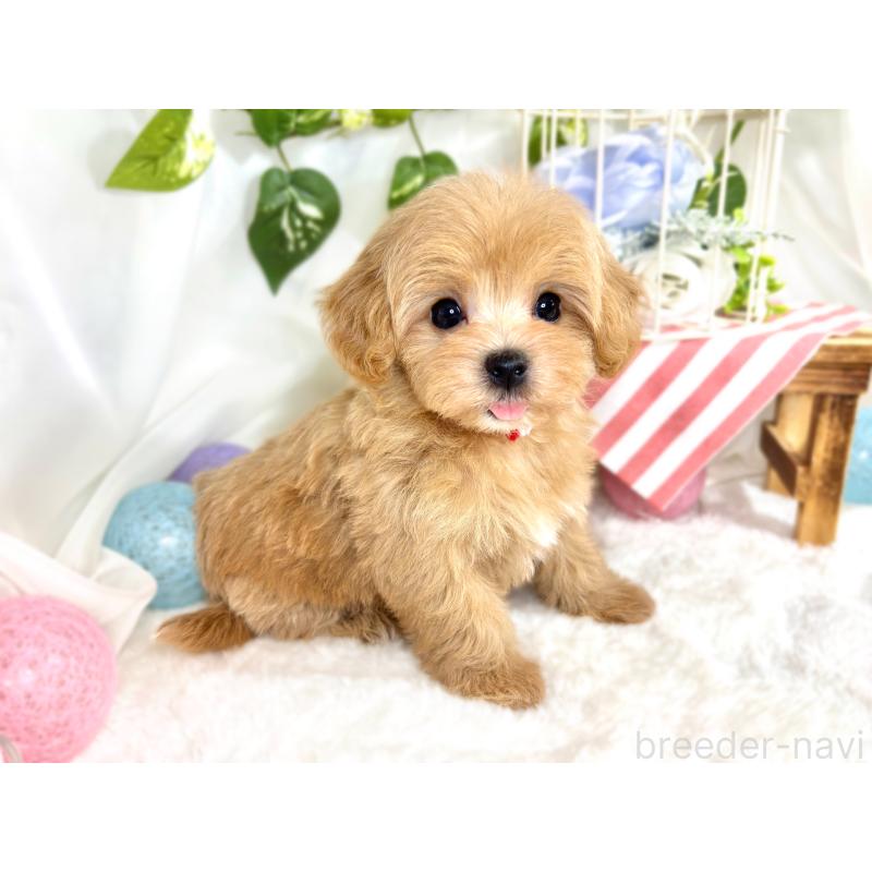 成約済の滋賀県のマルプー:マルチーズ×トイプードル-416300の3枚目