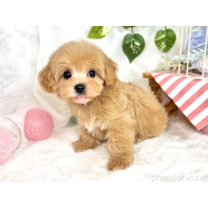 成約済の滋賀県のマルプー:マルチーズ×トイプードル-416300の2枚目