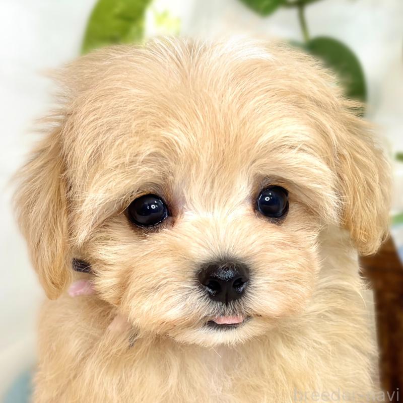 成約済の滋賀県のマルプー:マルチーズ×トイプードル-416302