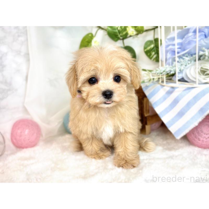 成約済の滋賀県のマルプー:マルチーズ×トイプードル-416302の4枚目