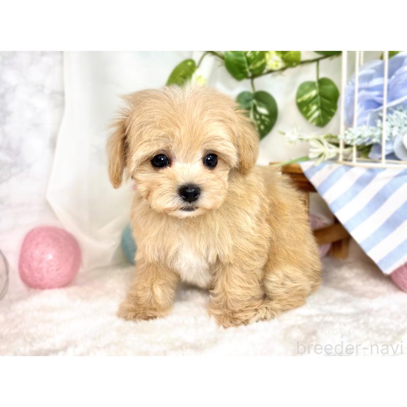 成約済の滋賀県のマルプー:マルチーズ×トイプードル-416302の2枚目